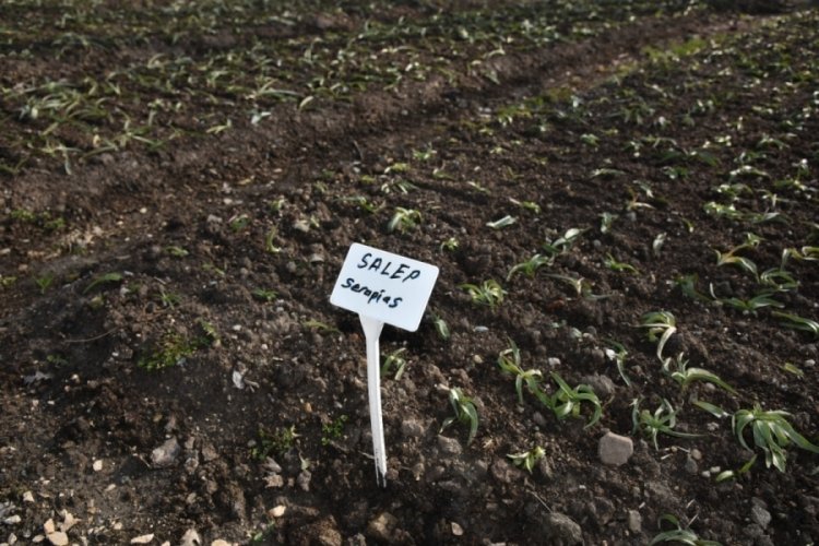 Bursa'nın o il&ccedil;esi aromatik bitkiler b&ouml;lgesi oluyor