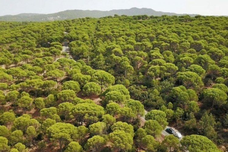 Kozak Yaylası i&ccedil;in verilen '&Ccedil;ED olumlu' raporuna iptal