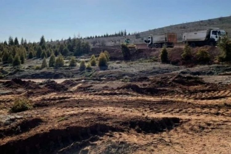 185 ağa&ccedil; kesen firmanın cezası 5 bin ağa&ccedil; dikmek
