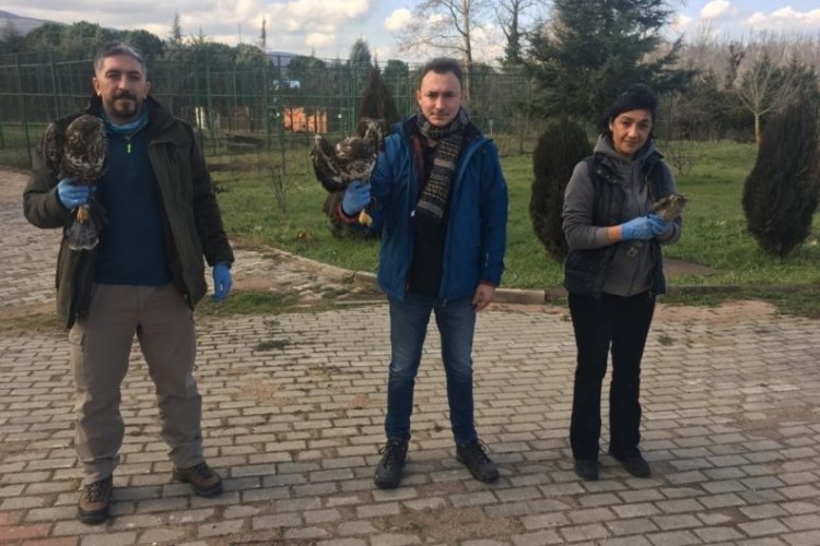 Bursa'da 335 hayvan tedavi edilip doğaya salındı