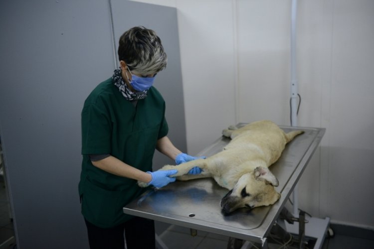 Bursa'da kazada yaralanan sokak k&ouml;peği hayata d&ouml;nd&uuml;r&uuml;ld&uuml;
