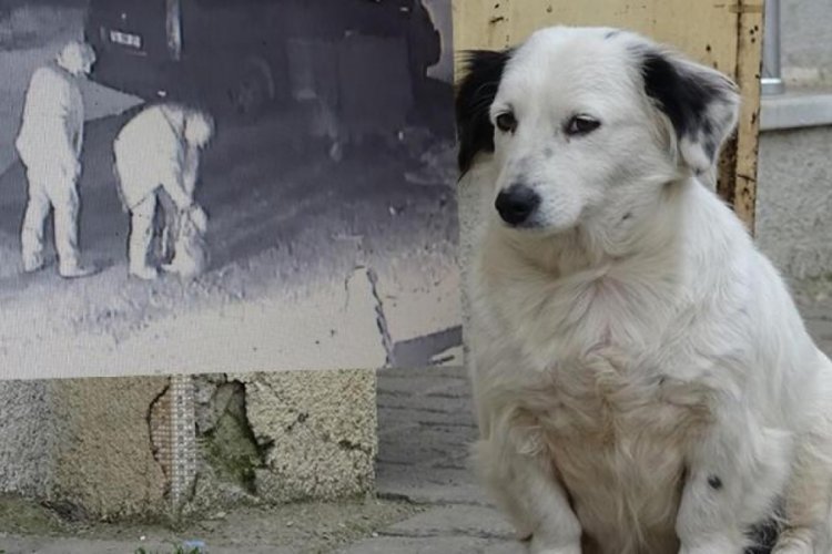 Vicdansızlar işyerinin &ouml;n&uuml;ndeki yavru k&ouml;peği &ccedil;aldılar