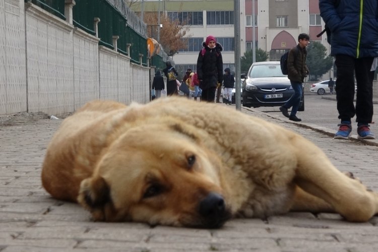 Uzman Psikolog Soysal: "&Ccedil;ocuklara hayvanların, sevgi y&ouml;nlerini vurgulayarak anlatmalıyız"