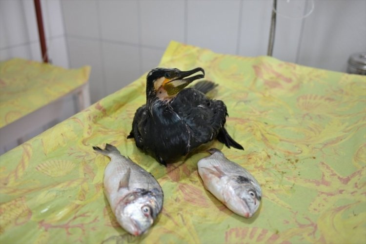 Karabatağın boğazına bir kiloluk balık takıldı
