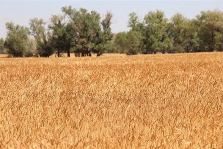Rusya'nın Ukrayna'yı işgaliyle buğday fiyatı 9,5 yılın zirvesine &ccedil;ıktı