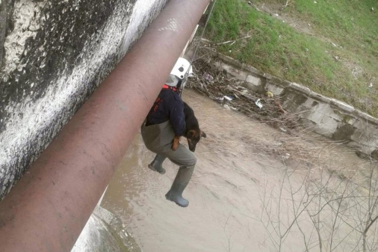 Kırklareli'de kum adacığında mahsur kalan k&ouml;peği kurtardı