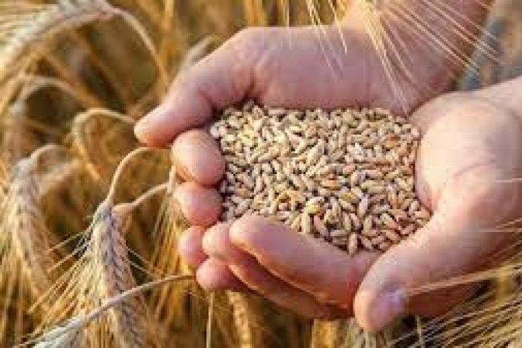 Ukrayna-Rusya krizi sebebiyle  hububat&ccedil;ılar alternatif pazarlara y&ouml;nelecek