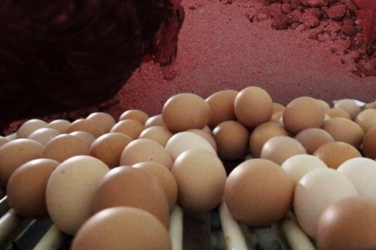 Prof. Dr. Denli: Kirlenmiş yumurtalardan uzak dursunlar, organiklikle ilgisi yok...
