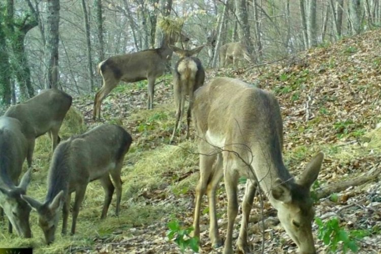 Bursa a&ccedil; kalan geyikleri elleriyle besliyorlar