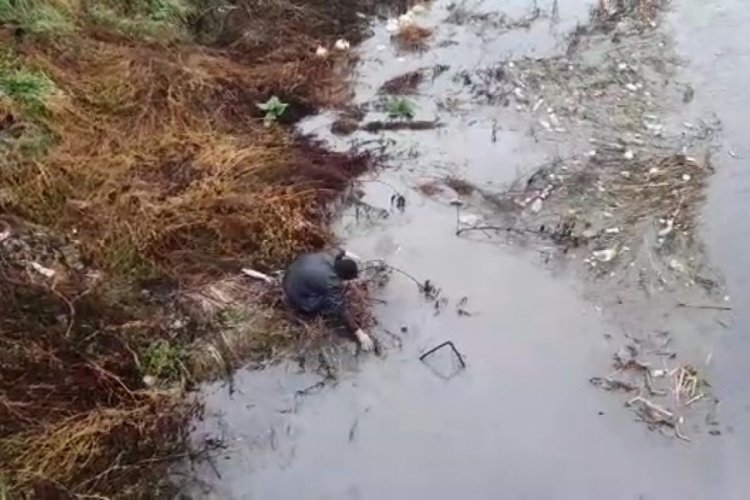 Yeşilırmak'ta zehir uyarısı! Balıklar kıyıya vurdu