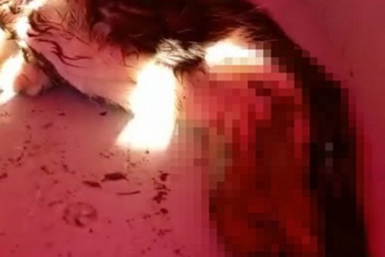 Evinin &ouml;n&uuml;nde dolaşan kediyi pompalı t&uuml;fekle vurdu
