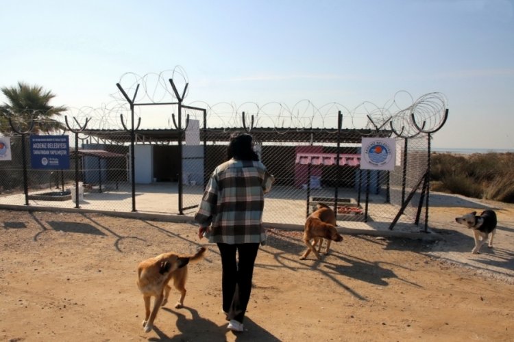 Mersin'de sokak hayvanları i&ccedil;in yuva yapılıyor