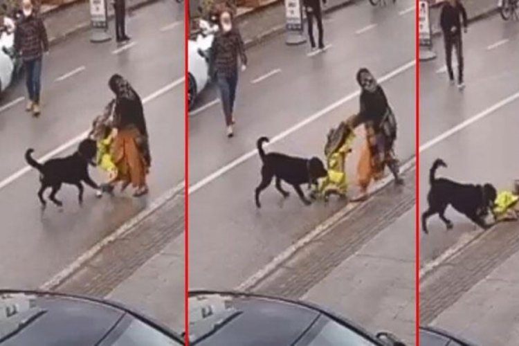 Kocaeli'de k&ouml;pek &uuml;zerine atlayınca &ccedil;ocuğu d&uuml;ş&uuml;rd&uuml;