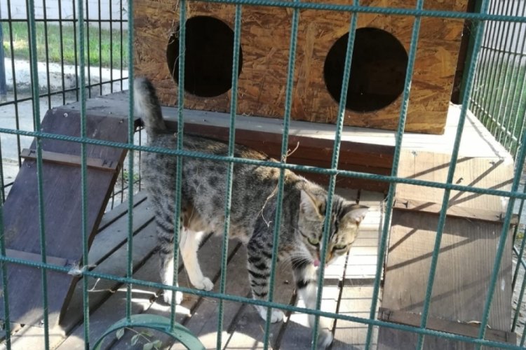 Samsun'da hırsızlar kedi evlerini &ccedil;aldı
