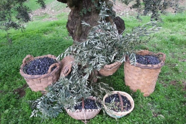 Bursa'nın zeytin tarlaları maden mi olacak? (&Ouml;ZEL HABER)