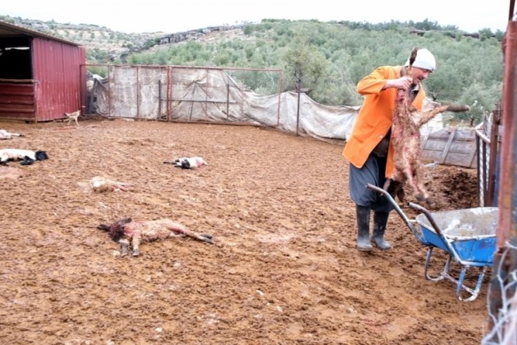 Mersin'de tavuk ve kuzular k&ouml;peklerin saldırısında &ouml;ld&uuml;
