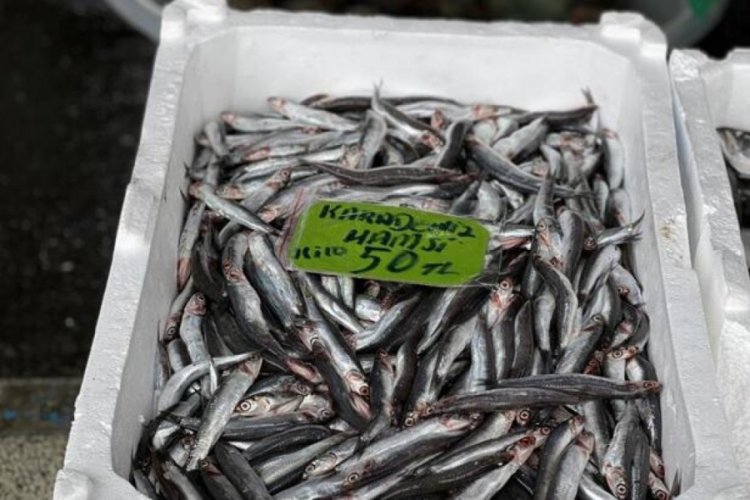 Sert hava koşulları balık fiyatlarını y&uuml;kseltti