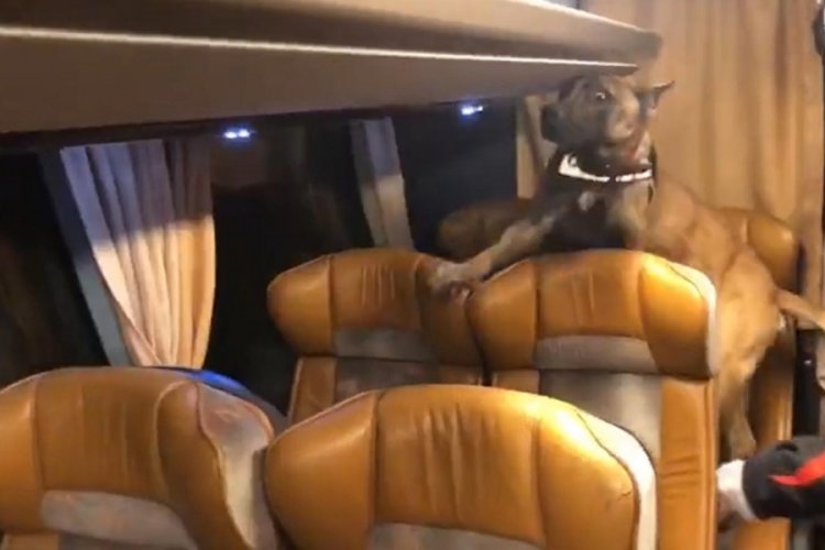 Kocaeli'de otob&uuml;s&uuml;n tavanına gizlenen eroini narkotik k&ouml;peği buldu