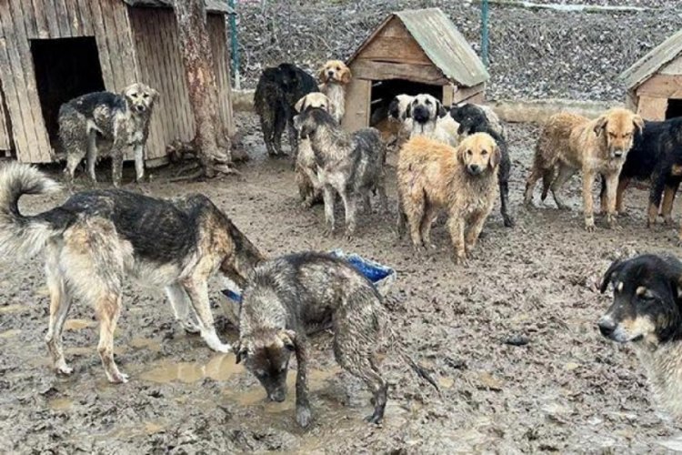Barınaktaki i&ccedil;ler acısı g&ouml;r&uuml;nt&uuml;lere belediye a&ccedil;ıklama yaptı