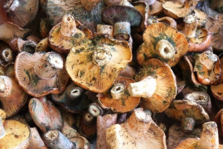 Vatandaşın yeni ge&ccedil;im kaynağı &ccedil;am mantarı