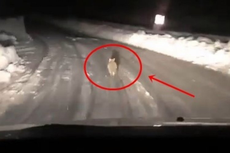 Tilki, taksiciye yol vermedi