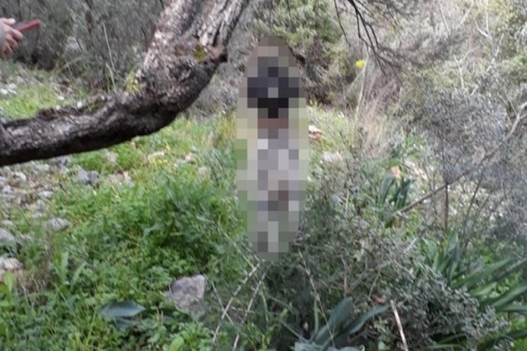Muğla'da vahşet: Ağaca iple asılı halde bulundu