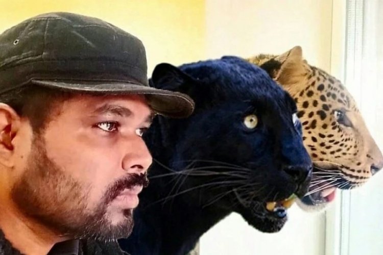 Panter ve jaguarıyla savaşın ortasında kaldı