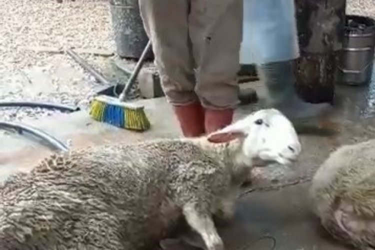 Savaş bitsin diye Bursa'da 40 ko&ccedil; kesti