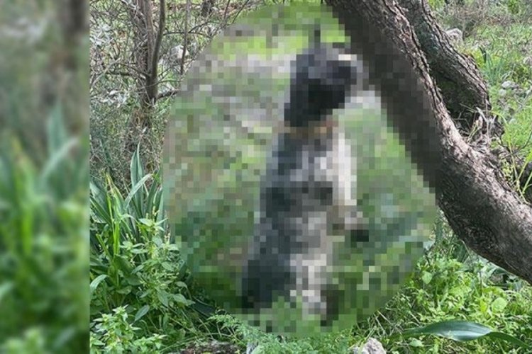 Muğla 'Sakin Şehir'de' kan donduran olay!
