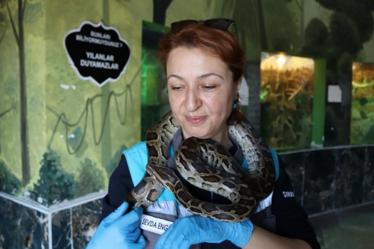 Kayseri'de &ouml;l&uuml;mc&uuml;l yılanlara şefkatle yaklaşıyor