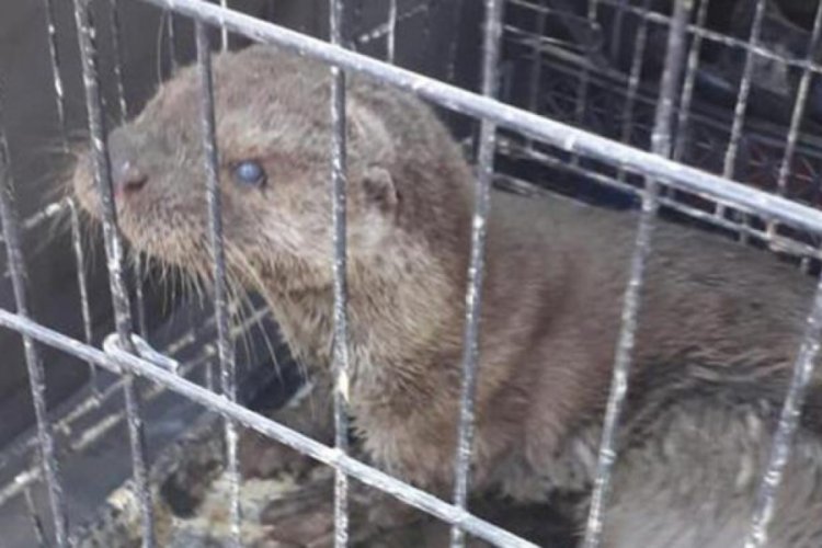 Kırıkkale'de k&ouml;peklerin yaraladığı su samuru bulundu