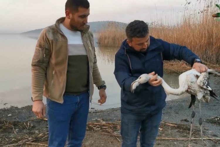Ayağı kırılan flamingoyu Bursa'da vatandaş kurtardı