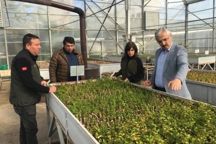 Adana, 6 milyon 500 bin fidan &uuml;retiyor