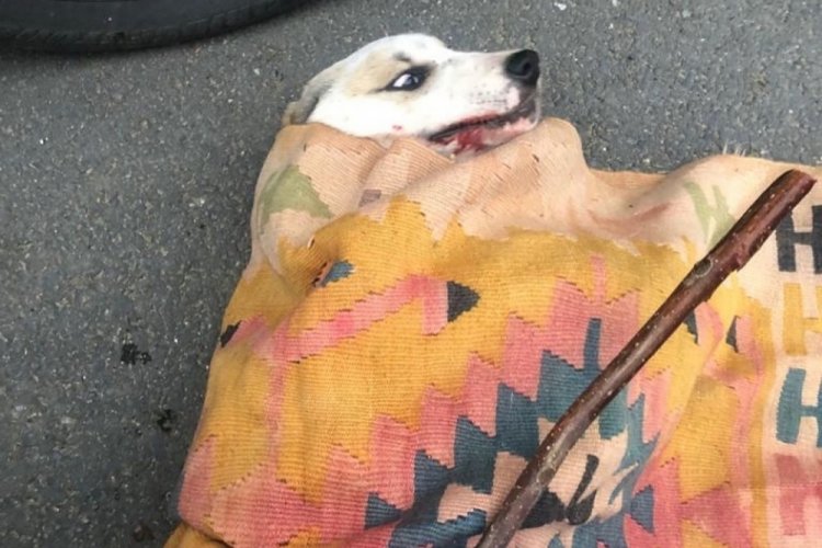İstanbul'da kedileri kovalayan k&ouml;pek taksinin altında kaldı&nbsp;&nbsp; &nbsp;
