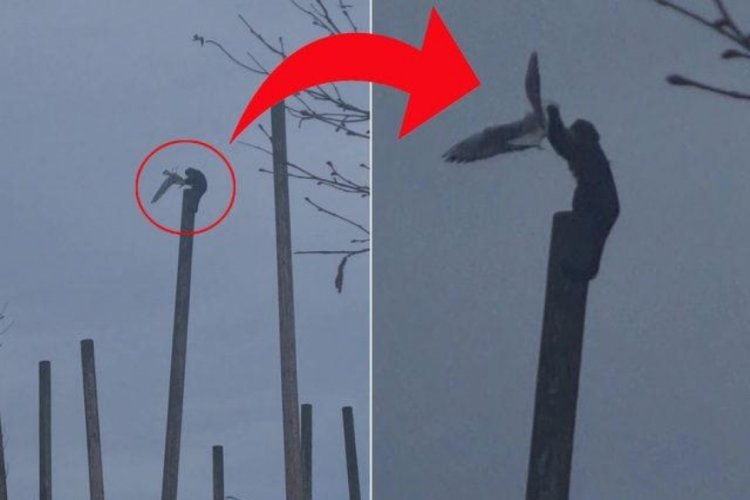 Maymun u&ccedil;an martıyı yakalayıp &ouml;ld&uuml;rd&uuml;! O anlar kamerada
