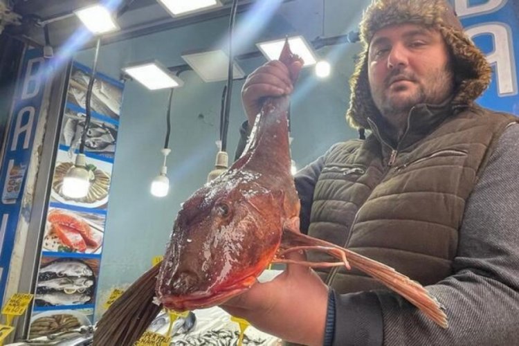 Ordu'da bir tanesi 800 TL'ye satılıyor