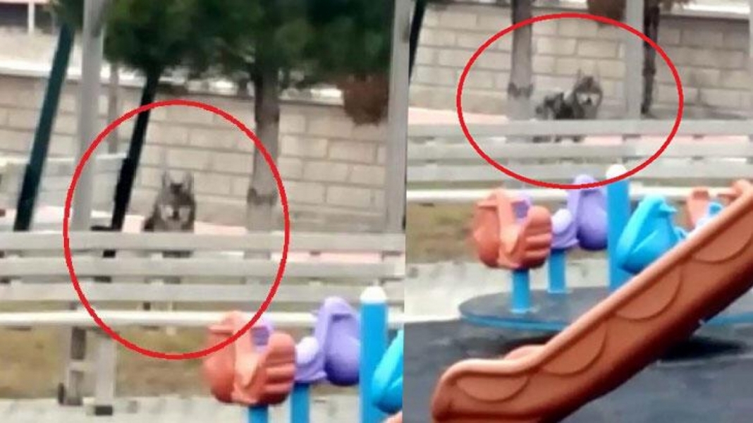 Kurt, &ccedil;ocuk parkına indi!