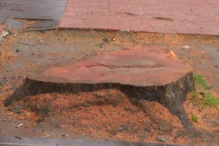 İstanbul'da &Ccedil;ırağan Caddesi'ndeki kanserli ağa&ccedil;lar kesildi