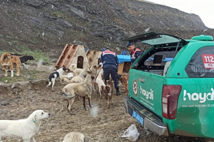 Jandarmadan sokak hayvanlarına şefkat eli