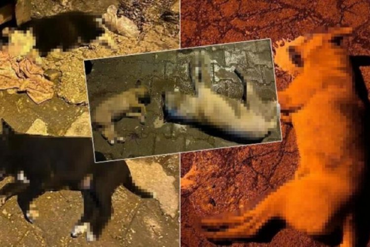Osmaniye'de sokak k&ouml;peklerinin zehirlendiği iddiası