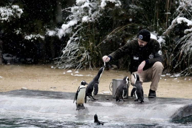 Bursa'da penguenlerin kar altında beslenme saati