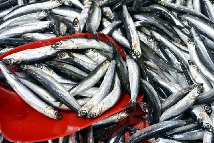 Bakan Kiriş&ccedil;i'den balık&ccedil;ılara destek &ouml;demesi a&ccedil;ıklaması