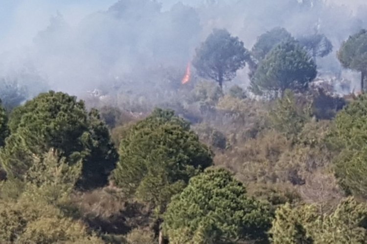 Alanya'da orman yangını