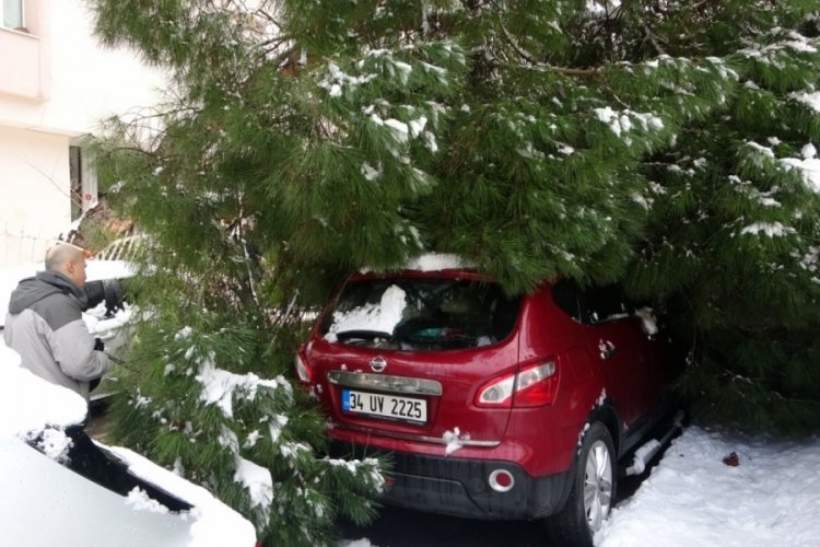 İstanbul'da kara dayanamayan ağa&ccedil;, 2 aracın &uuml;st&uuml;ne devrildi