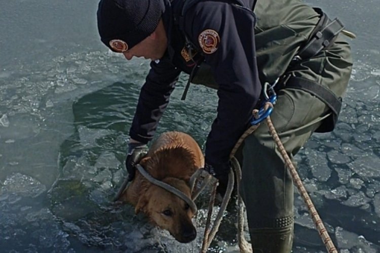 Bursa'da buz tutan g&ouml;lette k&ouml;peği donmak &uuml;zereyken kurtardılar