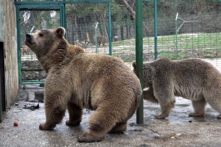 'Mişa', 'Maşa' ve 'Korkusuz'dan oluşan ayı ailesi, Bursa'da yaşayacak