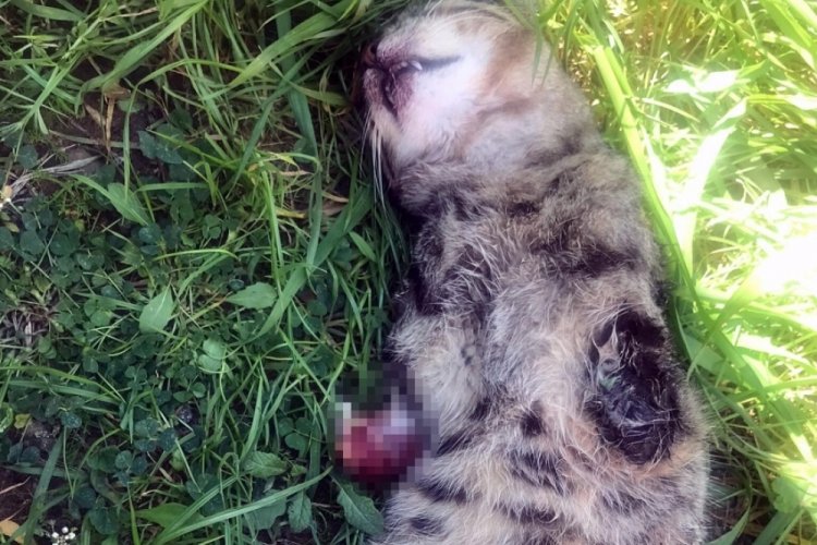 Manisa'da bir kedi daha bacakları kesilmiş olarak &ouml;l&uuml; bulundu