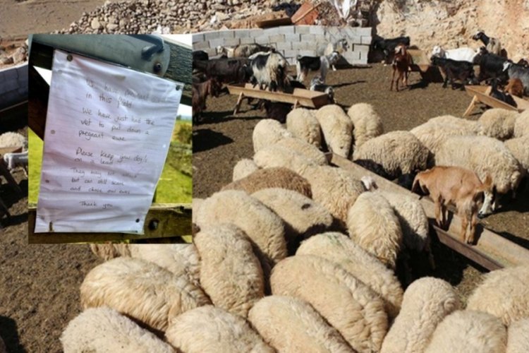 Koyunları &ouml;ld&uuml;r&uuml;len &ccedil;ift&ccedil;iden duygulandıran not