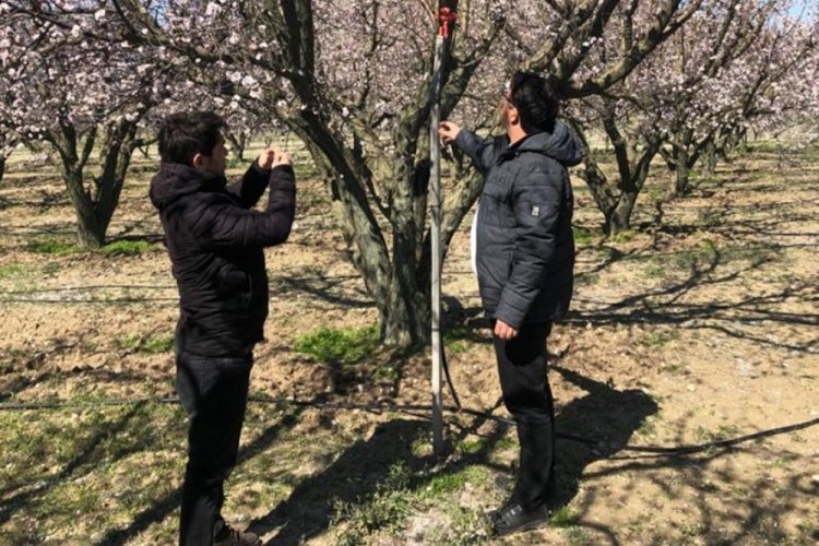 Ereğli’de kiraz bahçelerini ‘don’ vurdu İhlas Haber Ajansı