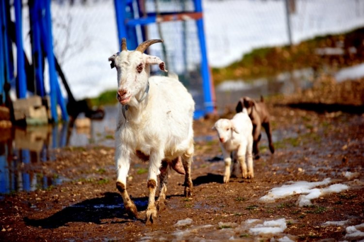 Yangından yaralı kurtulan 'Damla', 2 yavru d&uuml;nyaya getirdi